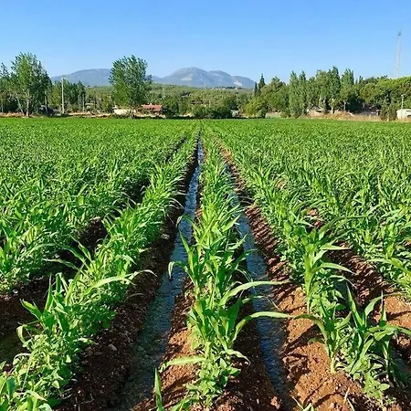 Σπίτι διακοπών Zeytincik Ciftlik- 50 Doenuemluek Bahcedeki Tek Ev