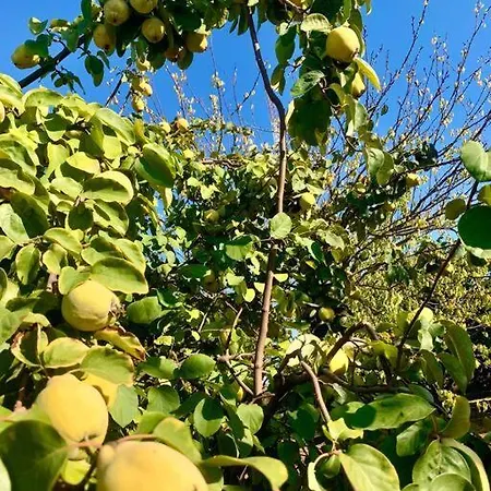 Σπίτι διακοπών Zeytincik Ciftlik- 50 Doenuemluek Bahcedeki Tek Ev Torbalı