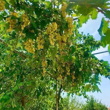 Σπίτι διακοπών Zeytincik Ciftlik- 50 Doenuemluek Bahcedeki Tek Ev *