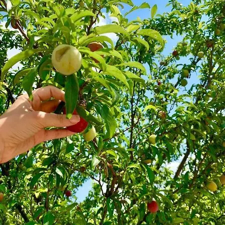 Zeytincik Ciftlik- 50 Doenuemluek Bahcedeki Tek Ev Torbali