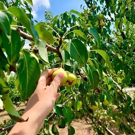 Zeytincik Ciftlik- 50 Doenuemluek Bahcedeki Tek Ev Torbali