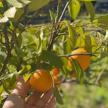 Zeytincik Ciftlik- 50 Doenuemluek Bahcedeki Tek Ev Torbali